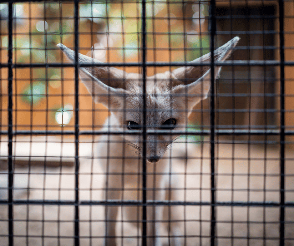 Wildlife Park