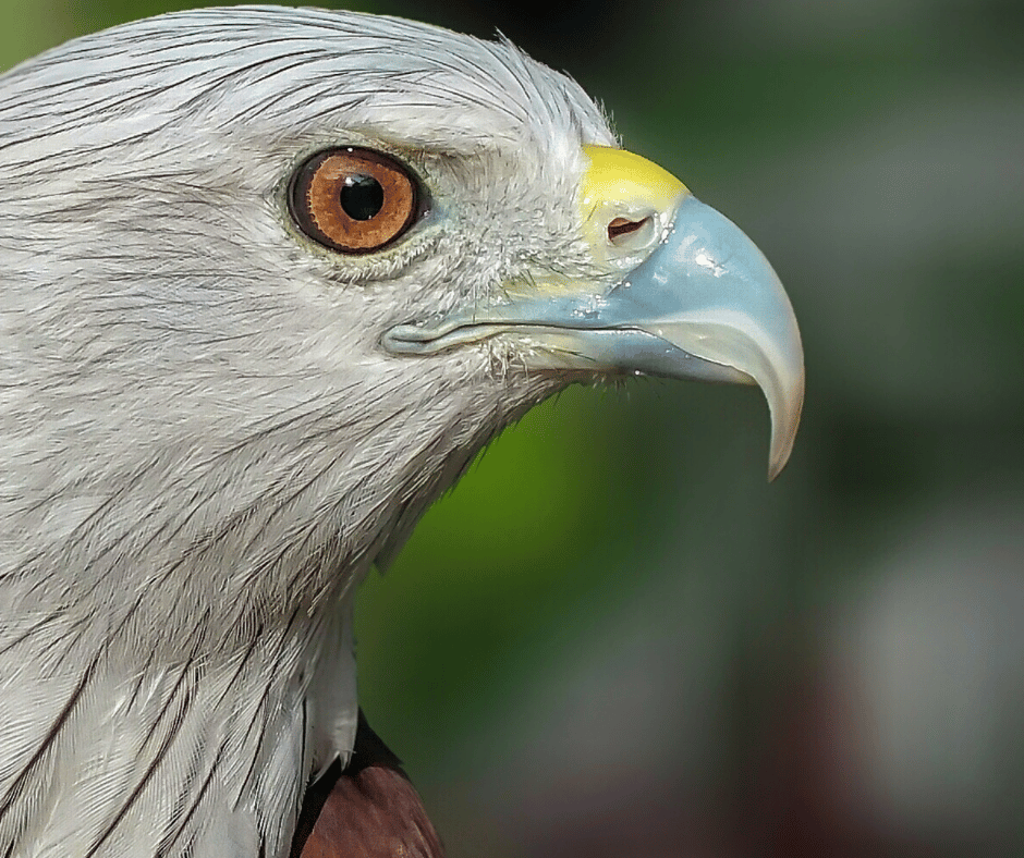 Wildlife Park