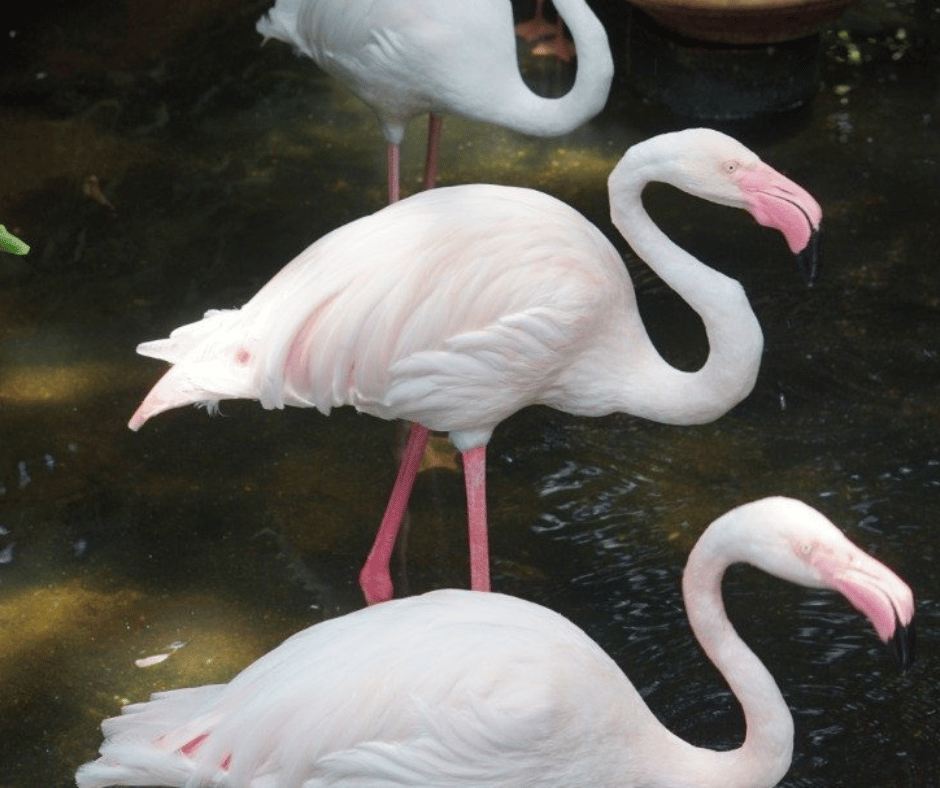 Wildlife Park