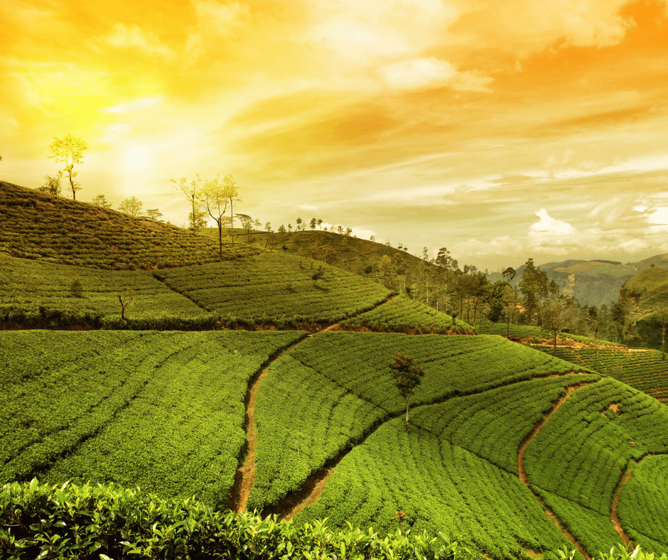 Munnar