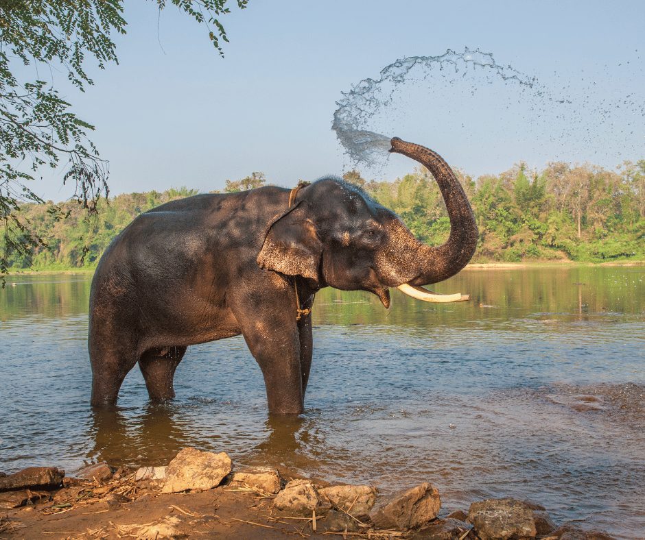 Elephant Junction
