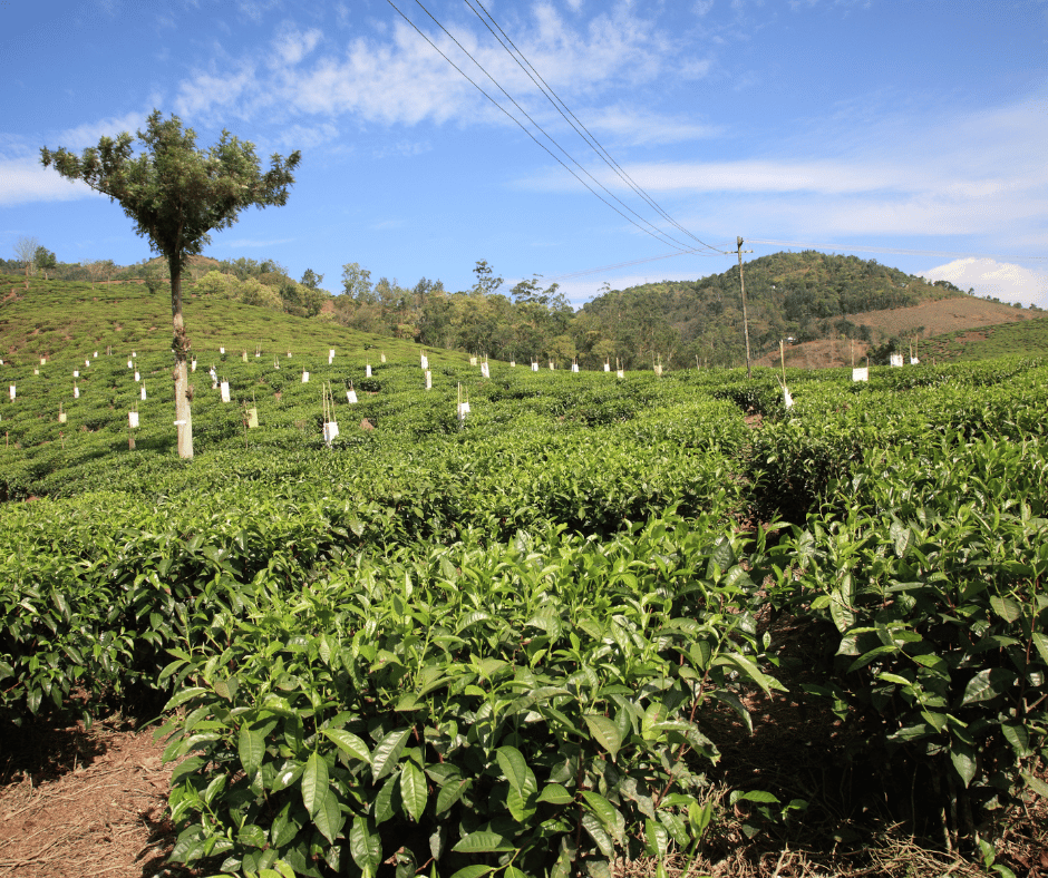 Thekkady