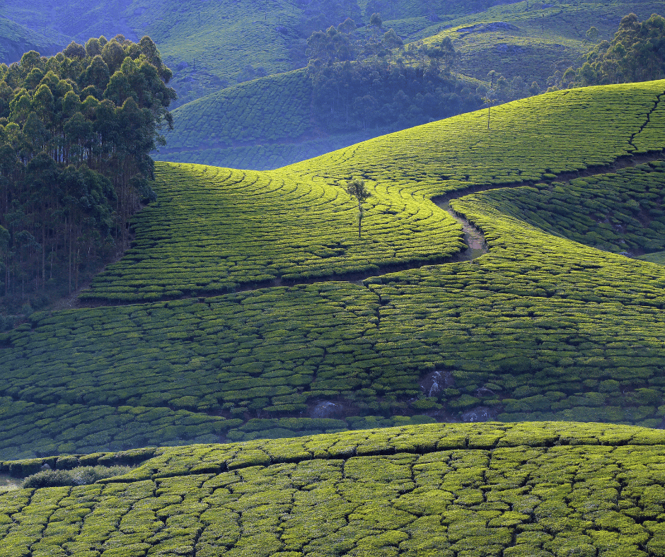 Munnar