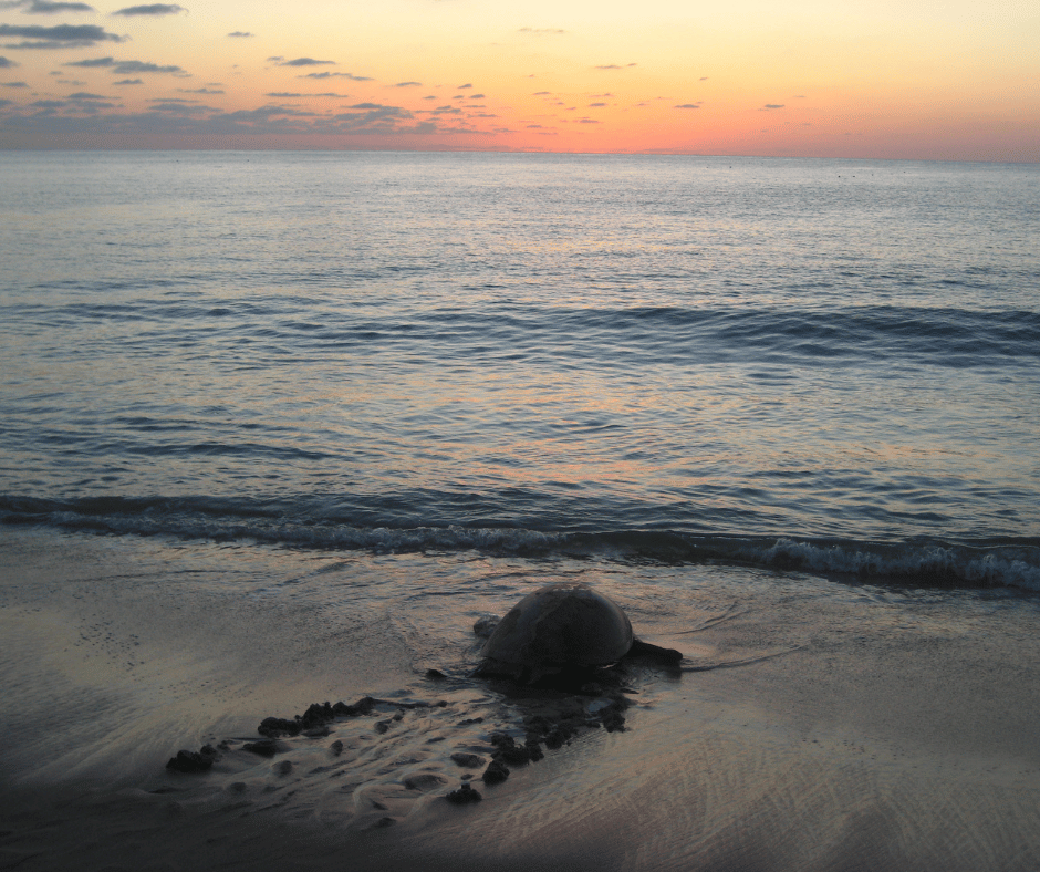 Image 61