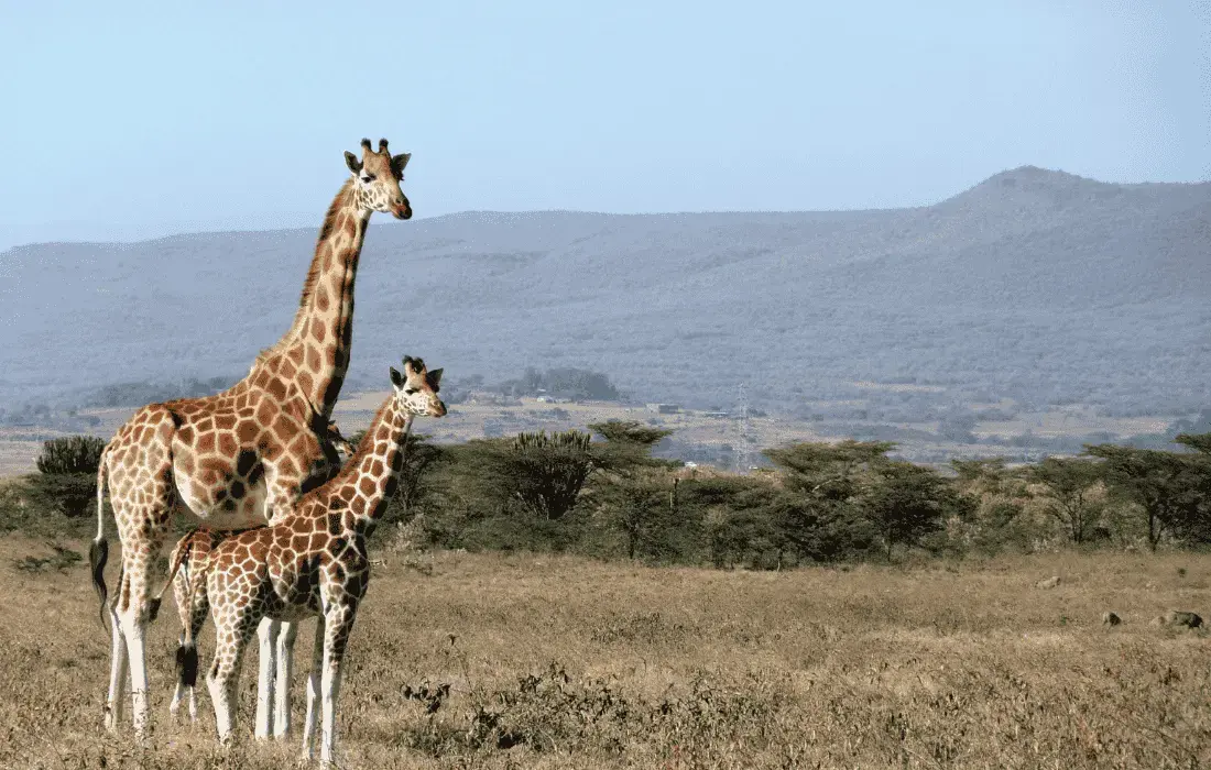 Kenya