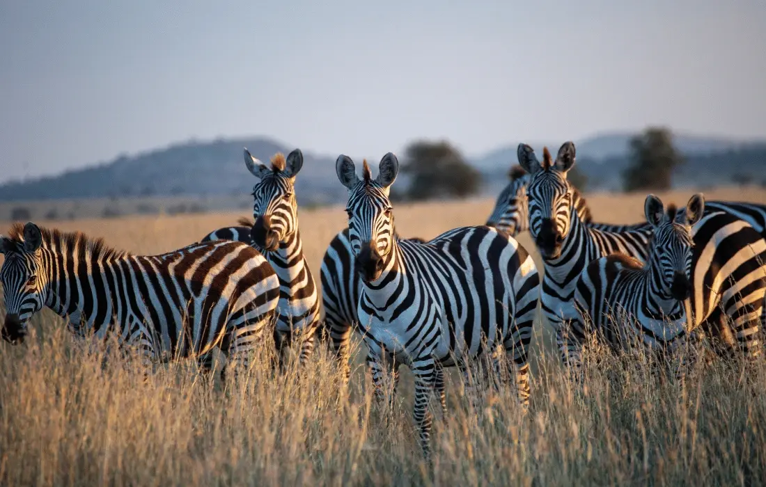 Tanzania
