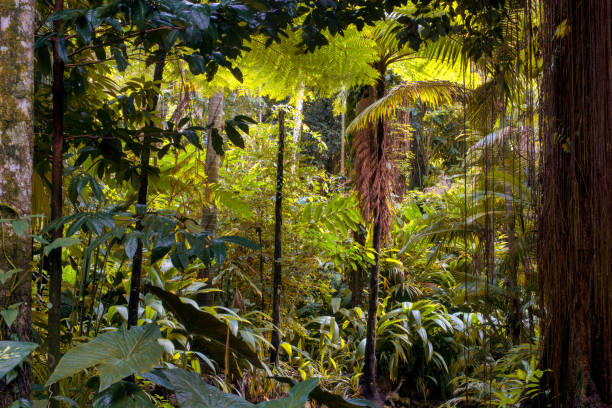 Cairns Botanic Garden