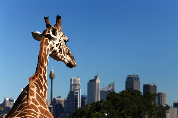 Taronga Zoo